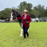 Shiralee Clydesdales
