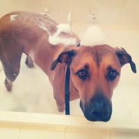 Perth Pet Sitting