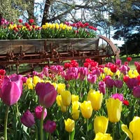 Tulips With A Difference