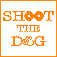 Shoot The Dog
