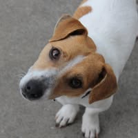 Best Mate Rescue & Rehoming