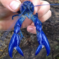 Blue Yabby Australia